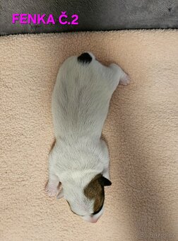 JACK RUSSELL - K REZERVACI - 2