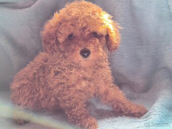 Pudl toy , pudlík, poodle toy s pp - 2