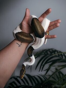 Krajta královská / python regius / ball python - 2