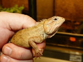 Lepoještěr pestrý (Calotes versicolor) 1,0 - 2