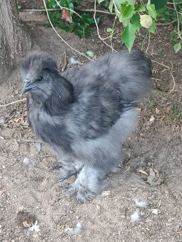Kohout Hedvábnička velká vousatá - 2