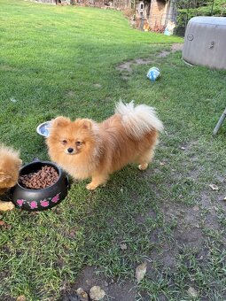 Pomeranian s PP - 2