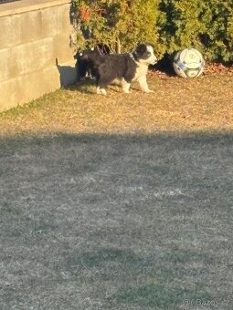 Border kolie ❤️❤️Štěně border kolie ❤️❤️❤️ - 2