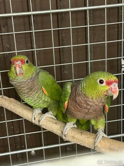 Amazoňan vínorudý - 2