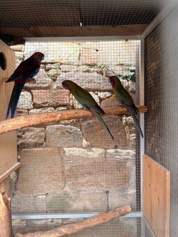 Rosela Penant letošní. - 2