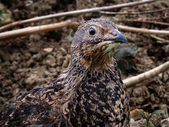Anglická Černá křepelka - Vejce do líhně + Topný sáček - 2