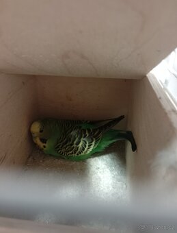 Andulka vlnkovaná pár - 2