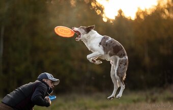 Border kolie pes ke krytí - 2
