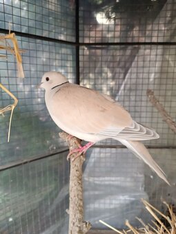 Hrdlička chechtavá - 2