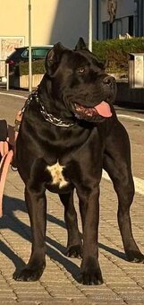 Cane Corso s PP - krytie - 2