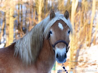 Hafling hřebec - 2