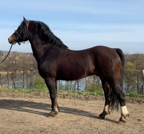 Welsh pony of cob type - připouštění - 2