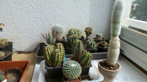 kaktusy i mrazuvzdorné - 2
