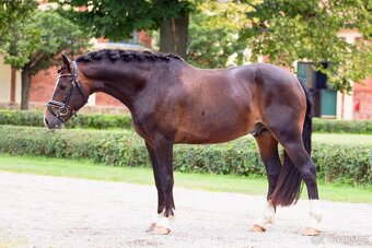 Připouštění plemenným hřebcem Welsh cob D - 2