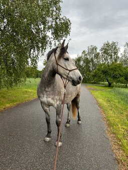 Valach 144 cm, 4 roky - 2