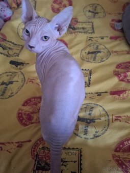 Koťatka sphynx - 2