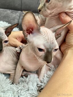 Kanadský sphynx bez pp - 2