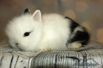 Zakrslý králíček Teddy s VP/samička ZIRA_ doprava po ČR - 2