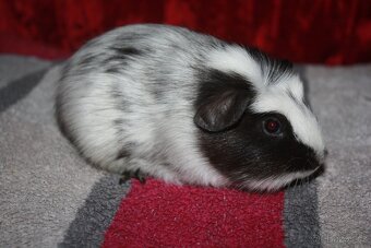 Morčátka krátkosrstá - dalmatýni - 2