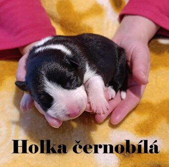 Border kolie - štěňátka s PP - 2