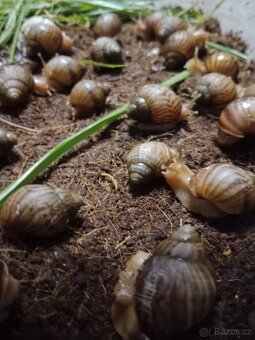 Afričtí šneci - 2