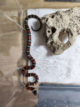 Korálovka Ruthvenova - 2