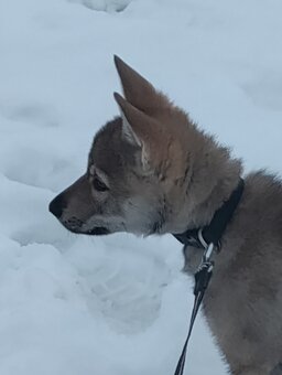 Československý vlčák - štěně s PP - 2