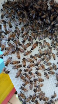 Oddělky v sezóně 2026 - Buckfast - 2