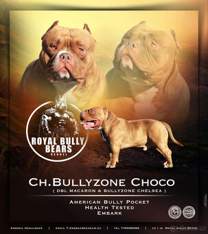 American bully pocket - krytí - 2