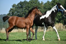 Klisna 2,5 let prodej PP arab - 2