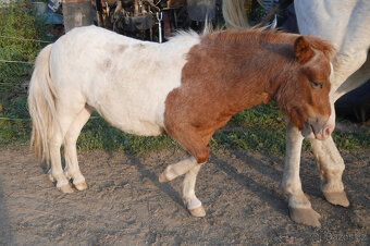 Pony - 2
