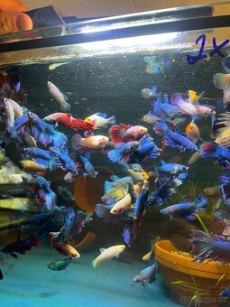 Betta - bojovnice - 2