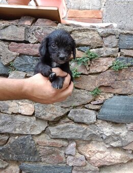 Štěňátka kříženci čivavy a jezevčíka ( chiweenie ) - 2