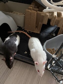 Laboratorní potkan a klec - 2