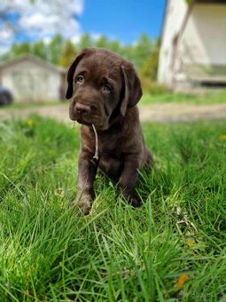 Štěňata labradora s PP - 2