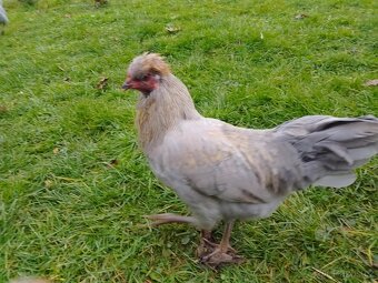 Araukana levandulová - 2