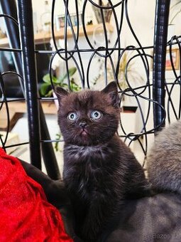 Britská koťátka - 2