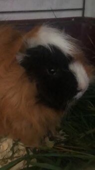 Prodej dvou mladých morčat - 2