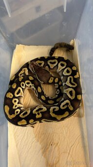 Krajta královská 🐍 - 2