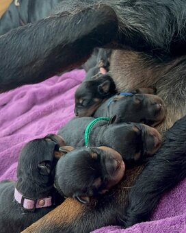 Štěňata rotvajler s PP - Rottweiler - štěně RTW - 2