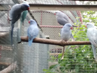 alexandr malý r.23,r.24 a r.25  samci a samice - 2