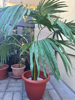 Umělá rostlina PALMA 90 cm - 2