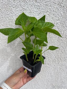 Sazenice papriky a chilli papričky - 2