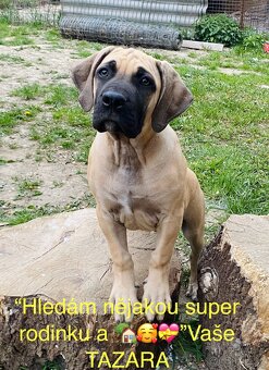 Boerboel štěně - fena FCI pp - 2