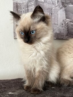 Ragdoll koťátka - 2