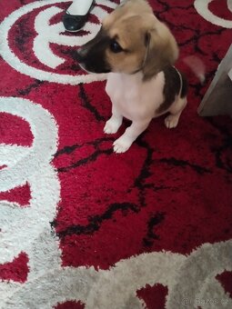 Jack Russell teriér - 2