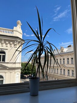 Dracena - 40 cm - 2
