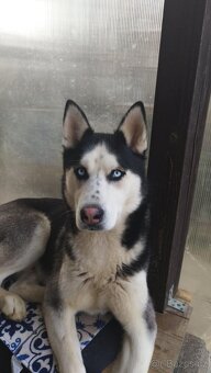Čistokrevní HUSKY bez PP - 2