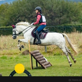 Pony kobylka po bonsaj - 2