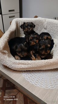 Štěňátka Jorkširsky teriér - 2